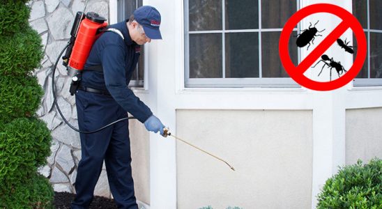Giresun Kene İlaçlama böcek ilaçlama ve haşere kontrolü — ilaclama-tr.com